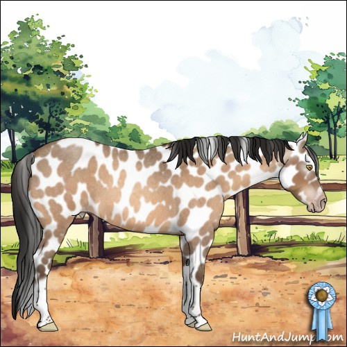 Horse Color:Gray Amber Champagne Roan Tobiano Frame Appaloosa 