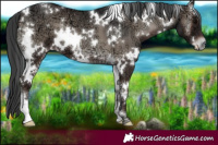 Horse Color:White Spotted Blue Onyx Ice