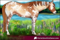 Horse Color:White Spotted Red Onyx 