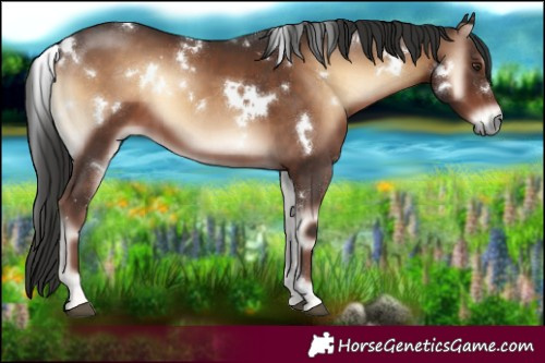 Horse Color:White Spotted Liver Red Onyx