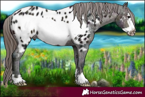 Horse Color:Midnight Brown Frame Near Leopard Rabicano