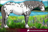 Horse Color:Midnight Brown Frame Near Leopard Rabicano