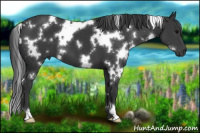 Horse Color:White Spotted Black