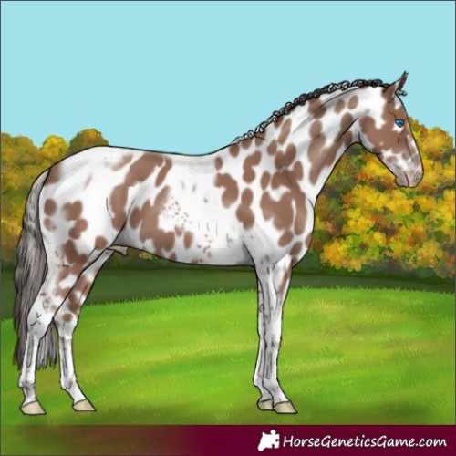 Horse Color:Classic Champagne Tobiano Frame Leopard 