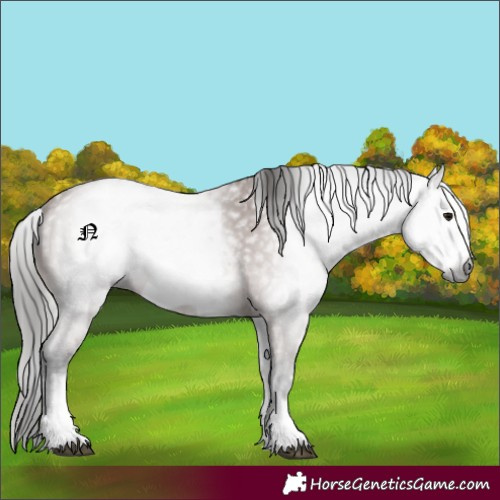 Horse Color:Gray White Spotted Bay Sabino Frame 