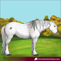 Horse Color:Gray White Spotted Bay Sabino Frame 
