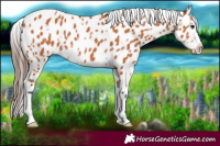 Horse Color:White Spotted Bay Appaloosa 