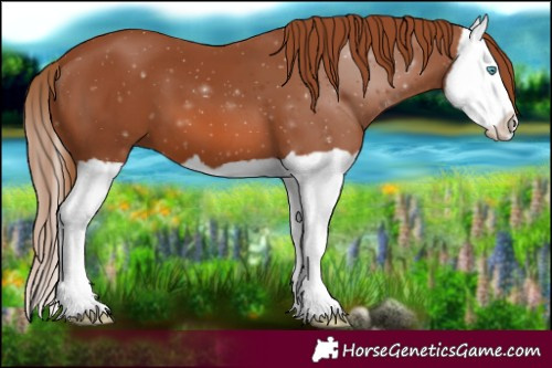 Horse Color:Chestnut Splash 