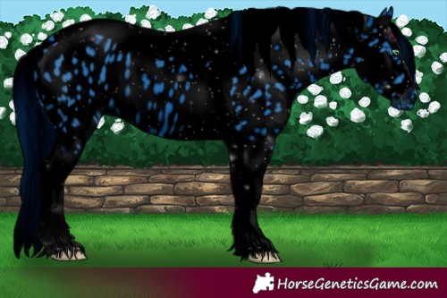 Horse Color:ERROR: UNKNOWN ANOMALY