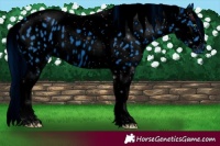 Horse Color:ERROR: UNKNOWN ANOMALY