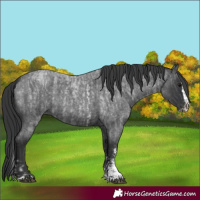 Horse Color:Blue Roan Sabino and Blue Roan Sabino Splash