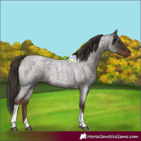 Horse Color:Liver Red Roan Tobiano 
