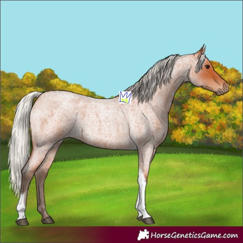 Horse Color:Silver Bay Roan Tobiano 