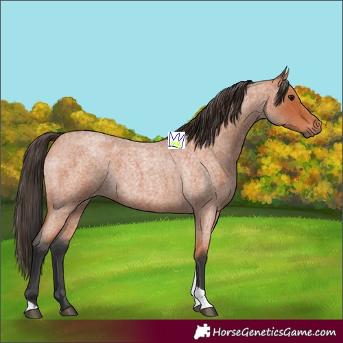 Horse Color:Bay Roan Tobiano 