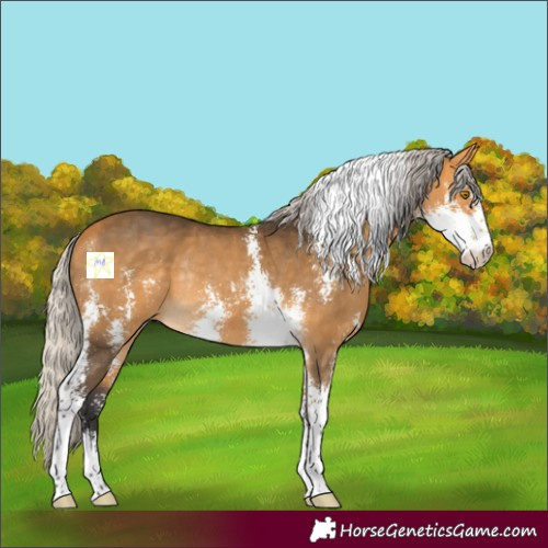 Horse Color:Silver Buckskin Sabino Rabicano 