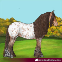 Horse Color:Bay Roan Appaloosa  and Amber Champagne Roan Appaloosa 