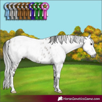 Horse Color:Gray Grullo Leopard 