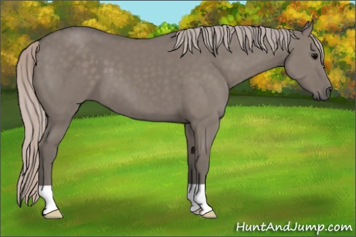 Horse Color:Silver Grullo 