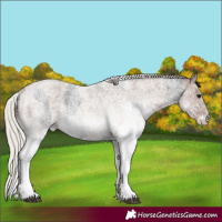 Horse Color:White Spotted Blue Roan Rabicano  and White Spotted Silver Blue Roan Rabicano 