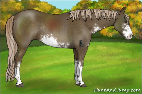 Horse Color:Chocolate Palomino Sabino Rabicano