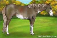 Horse Color:Chocolate Palomino Sabino Rabicano