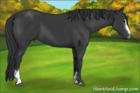 Horse Color:Black Sabino 