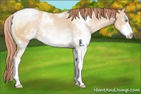 Horse Color:Sable Champagne Pearl Sabino Rabicano 