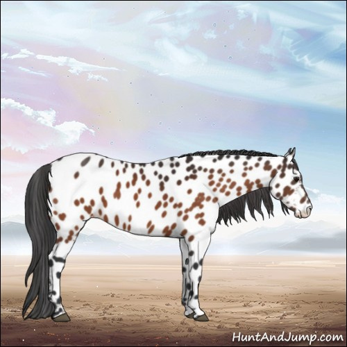 Horse Color:Bay Appaloosa 