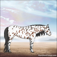 Horse Color:Bay Appaloosa 