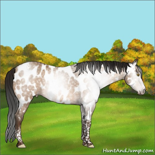Horse Color:Gray Amber Champagne Tobiano Frame Appaloosa 