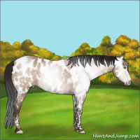 Horse Color:Gray Amber Champagne Tobiano Frame Appaloosa 