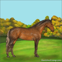 Horse Color:Chocolate Palomino Rabicano 