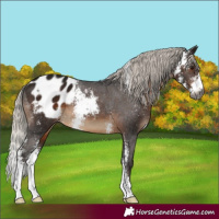 Horse Color:Gray Silver Brown Sabino Appaloosa 