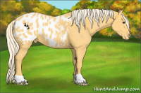 Horse Color:Palomino Appaloosa 