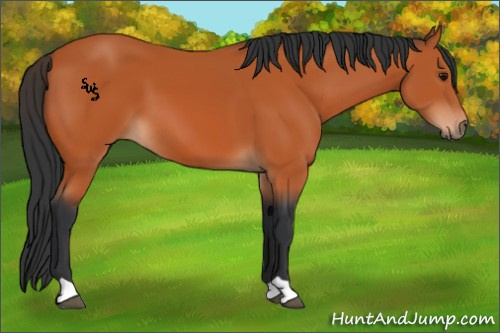 Horse Color:Bay 