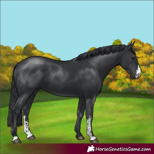 Horse Color:Black Sabino 