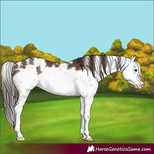 Horse Color:Liver Chestnut Sabino Rabicano 