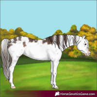 Horse Color:Liver Chestnut Sabino Rabicano 
