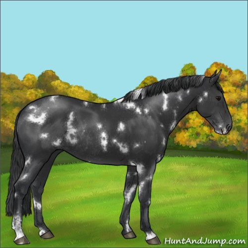 Horse Color:White Spotted Black Sabino Rabicano 