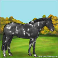 Horse Color:White Spotted Black Sabino Rabicano 
