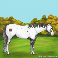 Horse Color:Smoky Black Sabino Splash Near Fewspot 