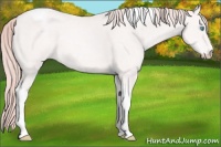Horse Color:Perlino Tobiano