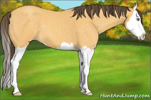 Horse Color:Amber Cream Champagne Sabino Splash
