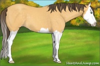 Horse Color:Amber Cream Champagne Sabino Splash 