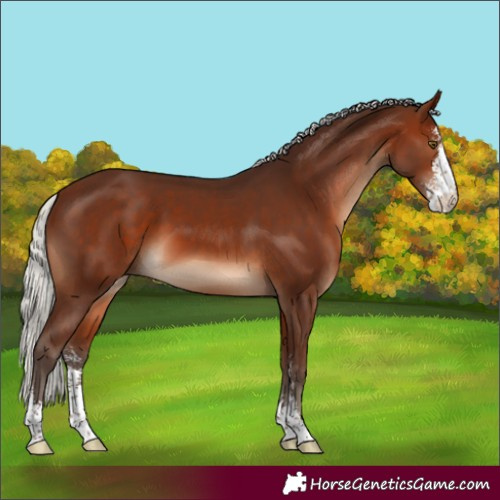 Horse Color:Silver Brown Sabino 