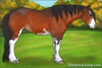 Horse Color:Brown Sabino