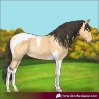 Horse Color:Buckskin Tobiano