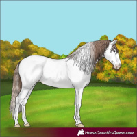 Horse Color:Bay Dun Splash Tobiano Near Fewspot Rabicano