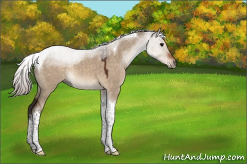 Horse Color:Silver Brown Dun Tobiano 