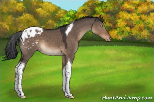 Horse Color:Brown Dun Tobiano Appaloosa 